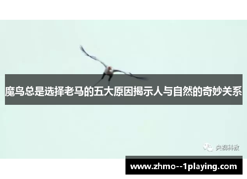 魔鸟总是选择老马的五大原因揭示人与自然的奇妙关系 魔鸟总是选择老马的五大原因揭示人与自然的奇妙关系
